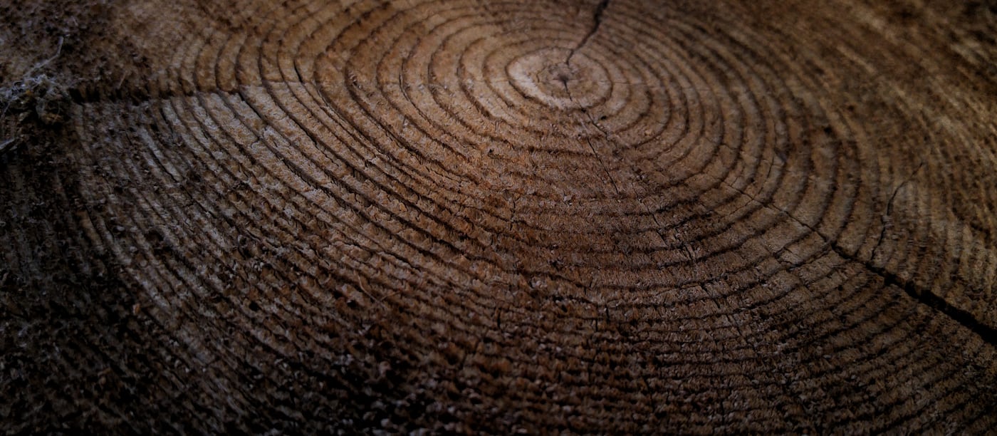 Growth rings across the cut face of a tree trunk
