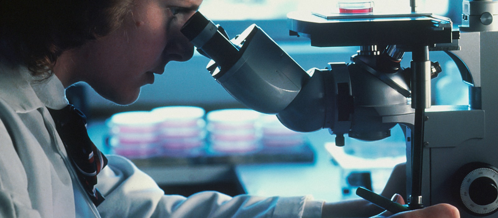 A researcher in a lab coat looking through a microscope, culture dishes stacked behind