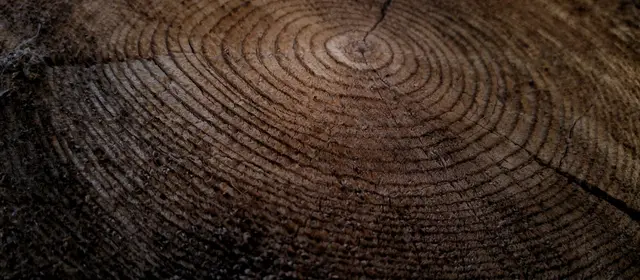 Growth rings across the cut face of a tree trunk