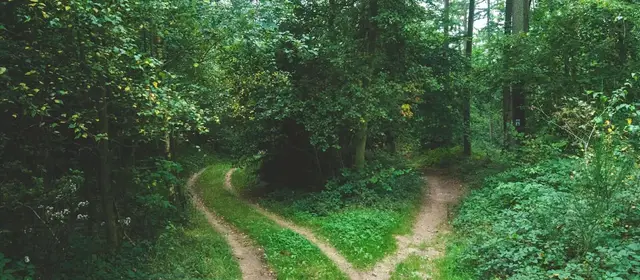 A woodland track splitting into two paths around a stand of trees