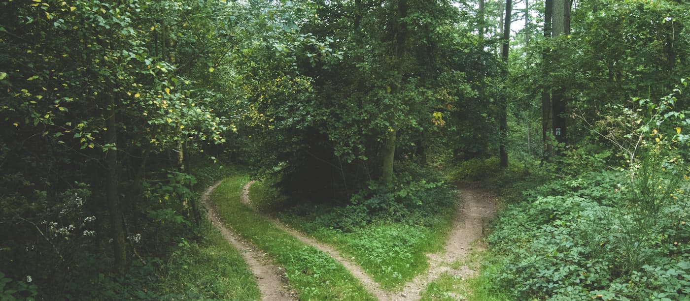 A woodland track splitting into two paths around a stand of trees